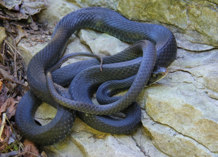 Sothern Black Racer